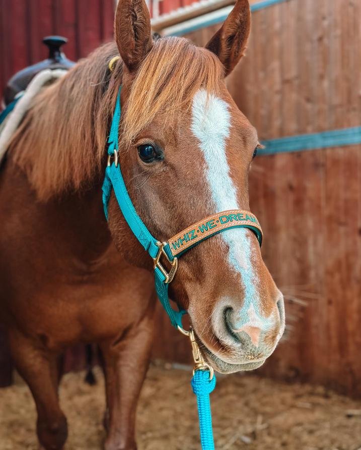 In Stock Horse Tack