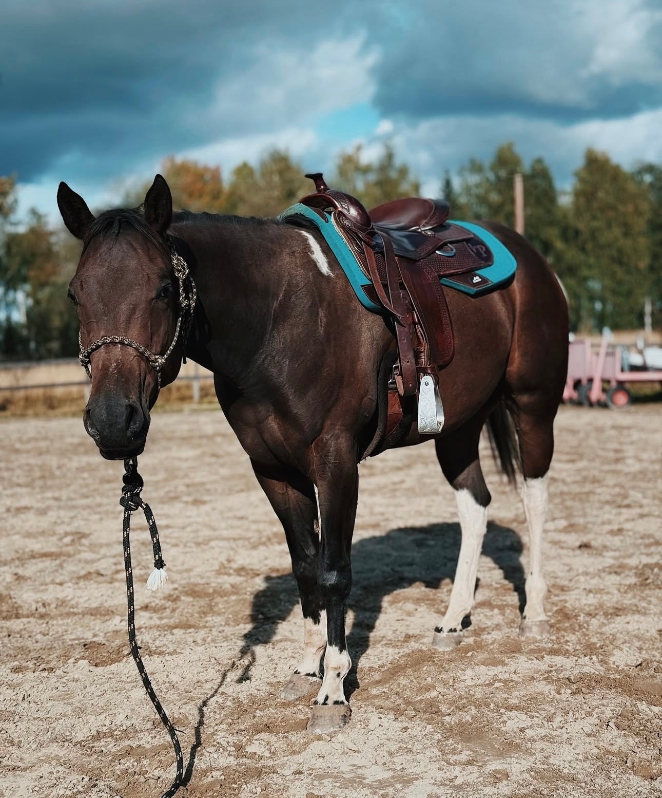 AlpenPad Pro Line – Performance Westernpad Turquoise