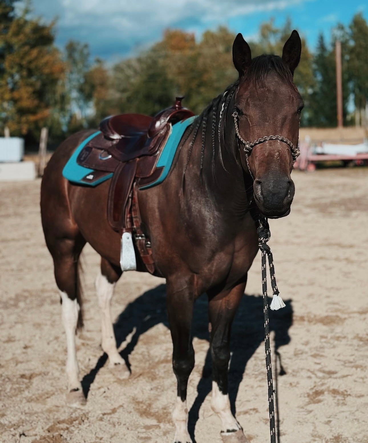 AlpenPad Pro Line – Performance Westernpad Turquoise