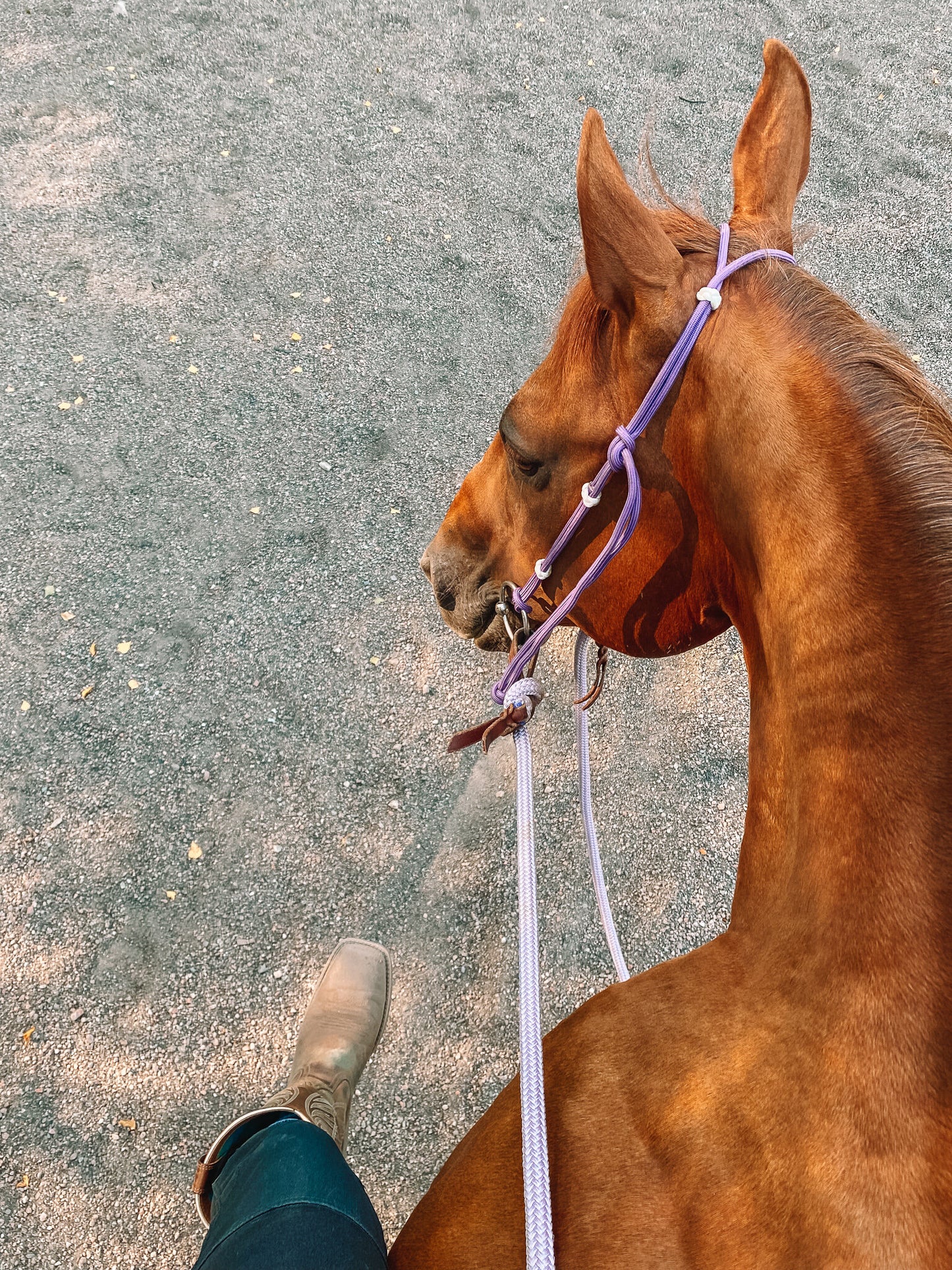 Rope Headstall